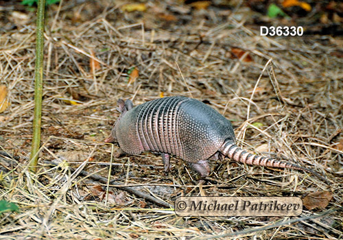 Nine-banded Armadillo (Dasypus novemcinctus)